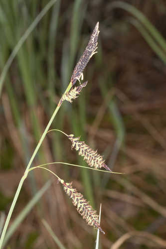 Carex barrattii #38